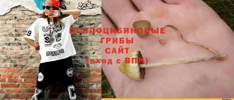 блэк спрут зеркало  Краснозаводск  Псилоцибиновые грибы Magic Shrooms 